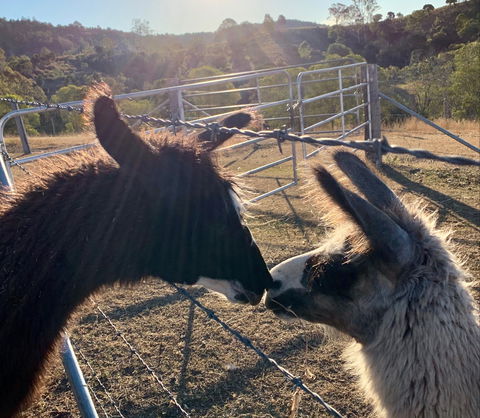 The Llama Farm - Accommodation Fremantle 1