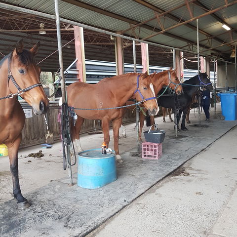 The Equine Club - Accommodation Fremantle 0