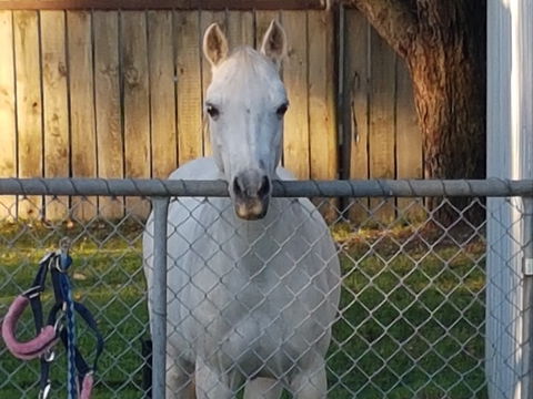 The Equine Club - Accommodation Fremantle 2