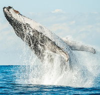 Premier Whale Watching Byron Bay - Accommodation Fremantle