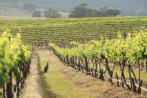 Mudgee 2 Day Private Wine Tasting And Sightseeing Tour From Sydney - Accommodation Fremantle 4