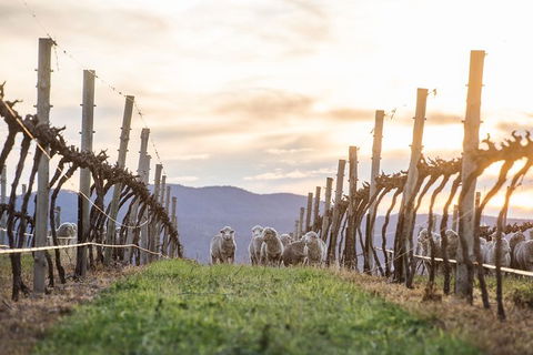 Mudgee 2 Day Private Wine Tasting And Sightseeing Tour From Sydney - Accommodation Fremantle 5