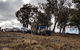 Ninety Minute Wombat Adventures Guided Tour - thumb 2