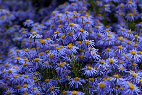 Blue Mountains Botanic Garden And Bilpin Tour From Katoomba With Cider Tasting - Accommodation Fremantle 3