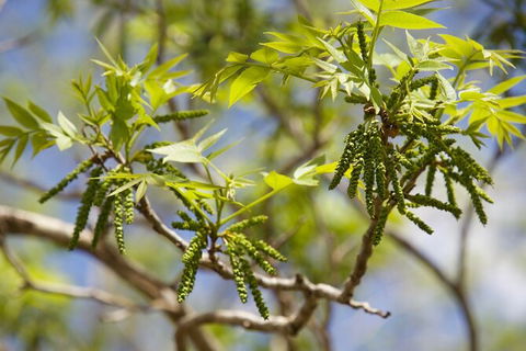 Pecan Farm Tour And Workshop, Byron Bay Hinterland - Accommodation Fremantle 2