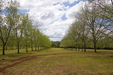 Pecan Farm Tour And Workshop, Byron Bay Hinterland - Accommodation Fremantle 6
