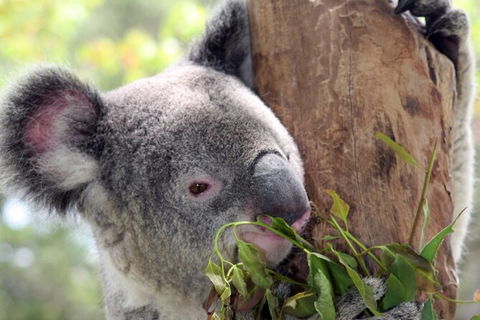 Private 10-hour Tour To Blue Mountains From Sydney - Hotel Pick Up & Drop Off - Accommodation Fremantle 2