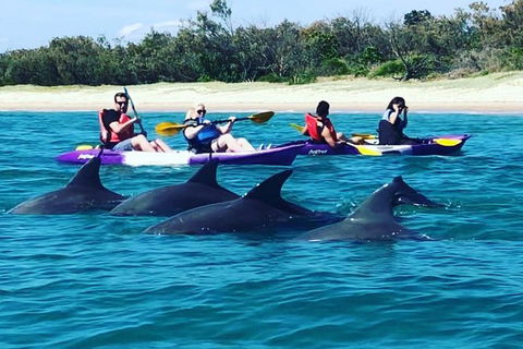 Half Day Dolphin Kayaking And Snorkeling Tour - Accommodation Fremantle 1