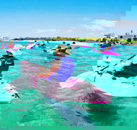 Half Day Dolphin Kayaking and Snorkeling Tour - Accommodation Fremantle