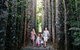The Original Day Tour To Paronella Park, Lake Barrine And Millaa Millaa Falls - thumb 14
