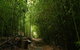 The Original Day Tour To Paronella Park, Lake Barrine And Millaa Millaa Falls - thumb 7