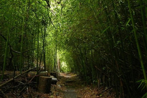 The Original Day Tour To Paronella Park, Lake Barrine And Millaa Millaa Falls - Accommodation Fremantle 7