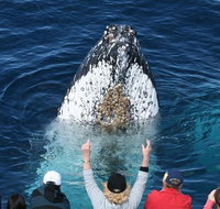 Whale Watching Tour in Gold Coast - Accommodation Fremantle