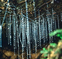 Glow Worm Evening Eco-Adventure from the Gold Coast - Accommodation Fremantle