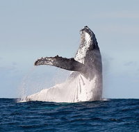 Private whale watching - Accommodation Fremantle