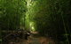 The Original Day Tour To Paronella Park, Lake Barrine And Millaa Millaa Falls - thumb 8