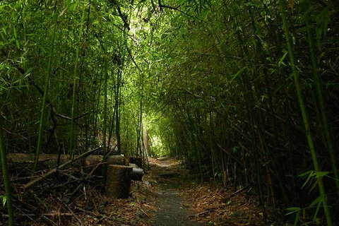 The Original Day Tour To Paronella Park, Lake Barrine And Millaa Millaa Falls - Accommodation Fremantle 8