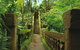 The Original Day Tour To Paronella Park, Lake Barrine And Millaa Millaa Falls - thumb 9