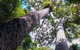 The Original Day Tour To Paronella Park, Lake Barrine And Millaa Millaa Falls - thumb 5