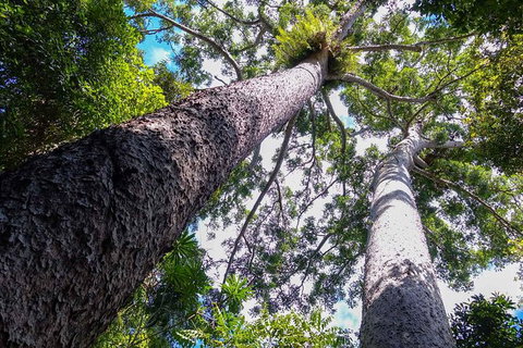 The Original Day Tour To Paronella Park, Lake Barrine And Millaa Millaa Falls - Accommodation Fremantle 5