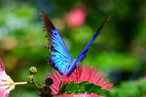 The Original Day Tour To Paronella Park, Lake Barrine And Millaa Millaa Falls - Accommodation Fremantle 3