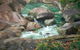 Wooroonooran National Park Rainforest And Wildlife Day Trip From Cairns - thumb 3