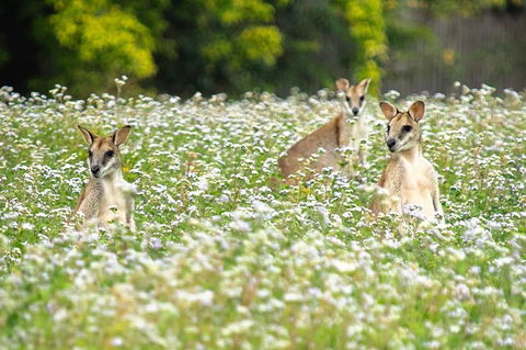 Wooroonooran National Park Rainforest And Wildlife Day Trip From Cairns - Accommodation Fremantle 2
