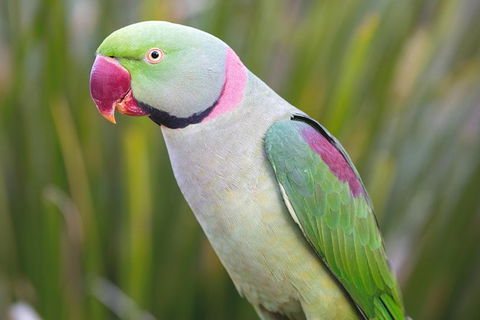 Maleny Botanic Gardens Bird Aviary Experience Ticket - Accommodation Fremantle 2