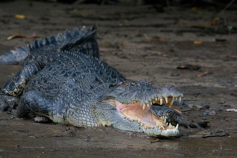 Daintree Afternoon Nocturnal Nature And Wildlife Tour - Accommodation Fremantle 4