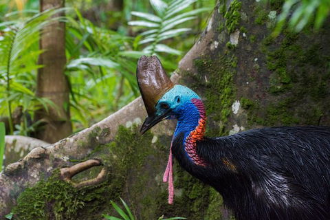 Daintree Afternoon Nocturnal Nature And Wildlife Tour - Accommodation Fremantle 0