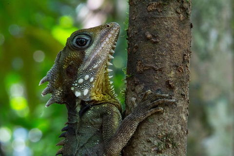 Daintree Afternoon Nocturnal Nature And Wildlife Tour - Accommodation Fremantle 1