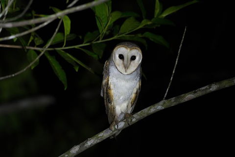 Daintree Afternoon Nocturnal Nature And Wildlife Tour - Accommodation Fremantle 10