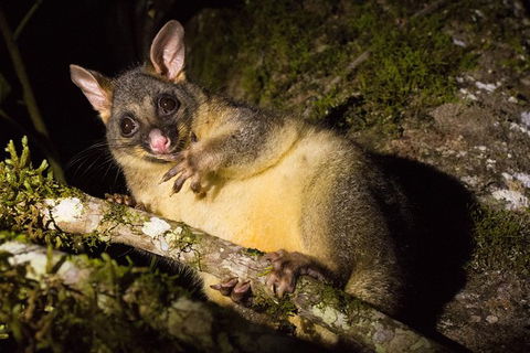 Daintree Afternoon Nocturnal Nature And Wildlife Tour - Accommodation Fremantle 7