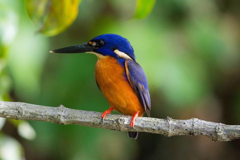 Daintree Afternoon Nocturnal Nature And Wildlife Tour - Accommodation Fremantle 2