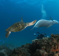 Gold Coast Try-Scuba Experience at Cook Island Aquatic Reserve - Accommodation Fremantle