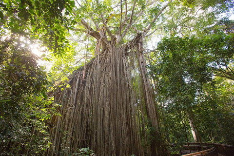 Cairns Adventure Package- 4 Tours In 3 Days! - Accommodation Fremantle 2