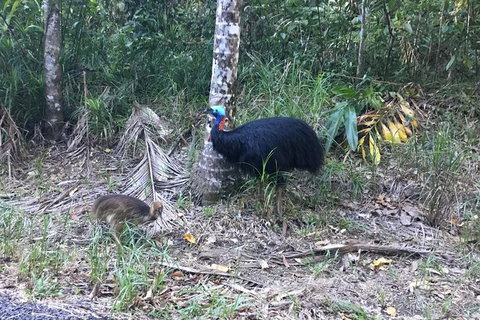 Daintree Luxury Limousine Tour - Full Day - Accommodation Fremantle 8