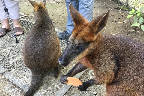Daintree Luxury Limousine Tour - Full Day - Accommodation Fremantle 7