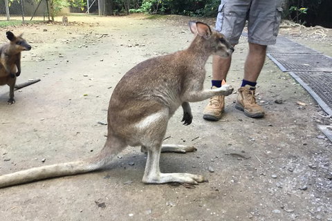 Daintree Luxury Limousine Tour - Full Day - Accommodation Fremantle 10
