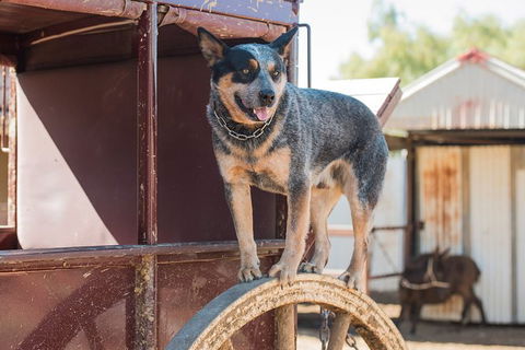 Cobb And Co Stagecoach Experience - Accommodation Fremantle 3