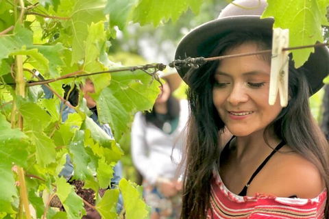 Mt Tamborine Wine Tour - Accommodation Fremantle 4