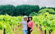 Mt Tamborine Wine Tour - thumb 13