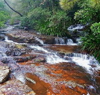 Springbrook Full Day Tour - Accommodation Fremantle