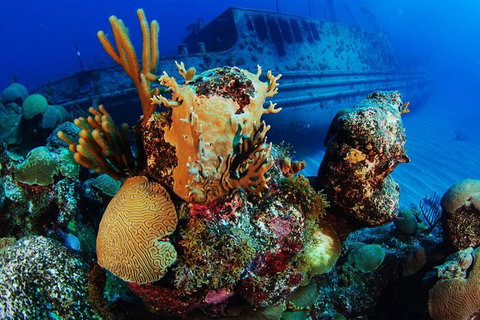 PADI Diving Courses On The Gold Coast - Accommodation Fremantle 3