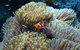 PADI Diving Courses On The Gold Coast - thumb 4