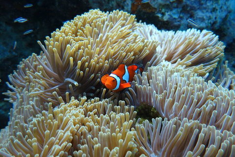 PADI Diving Courses On The Gold Coast - Accommodation Fremantle 4