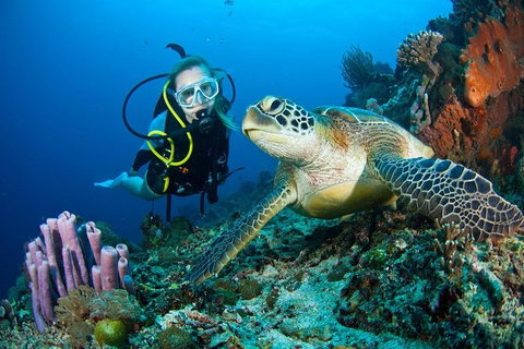 PADI Diving Courses On The Gold Coast - Accommodation Fremantle 1