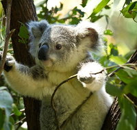 Half-Day Private Tour to Tamborine Mountain with Wine Tasting - Up to 6 people - Accommodation Fremantle