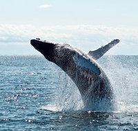 PRIVATE Whale Watching Tour - up to 11 people in your group - Accommodation Fremantle