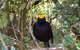 Limited Group Gold Coast Lamington National Park Tour - thumb 2